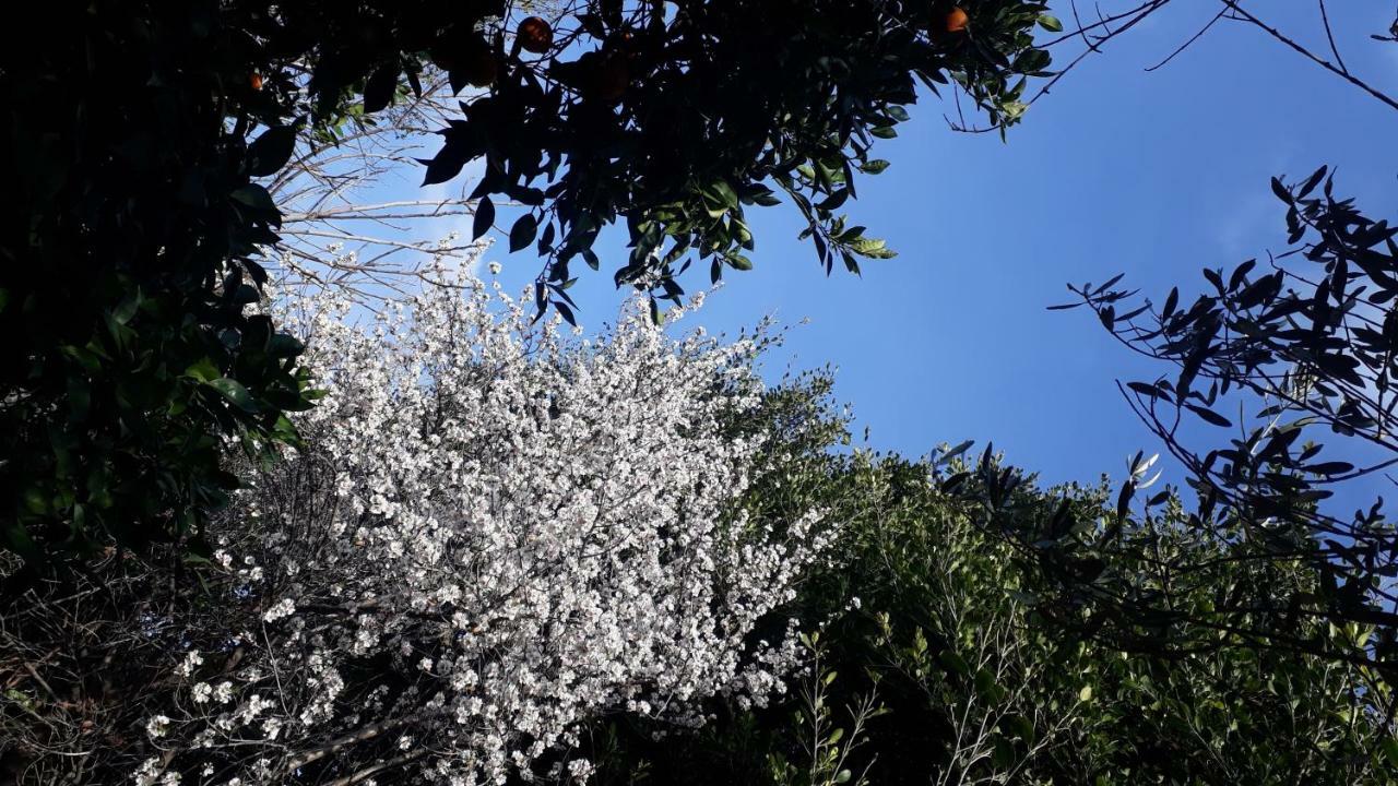 Carrubo - Giardino In Citta Villa CTA Eksteriør billede